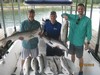 (08/13/2016) - Nice Striped Bass